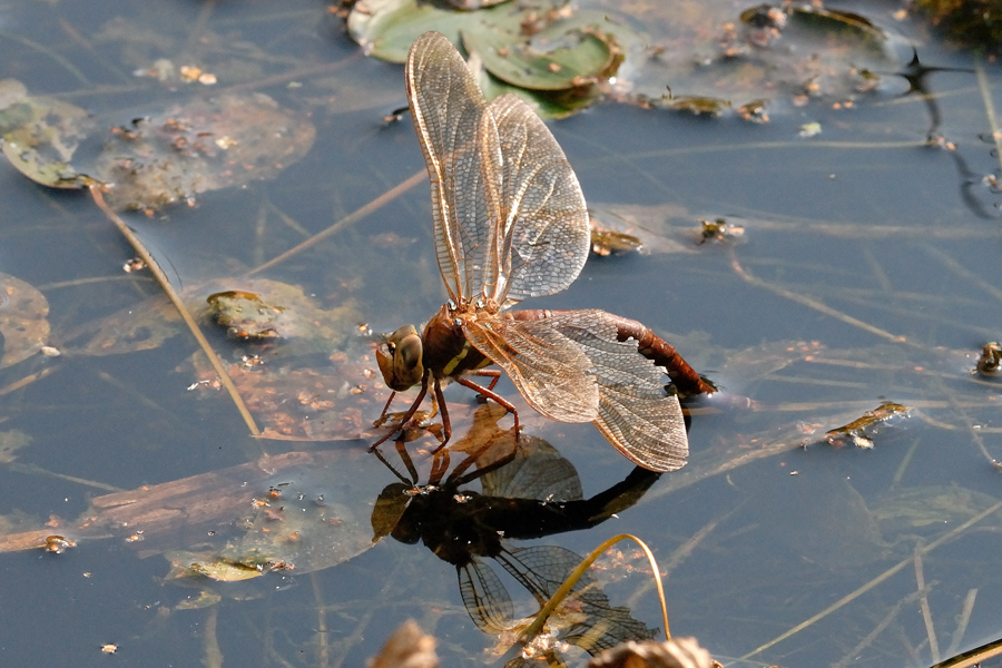 Brown Hawker, Aeshna grandis, Brun Mosaikguldsmed 5