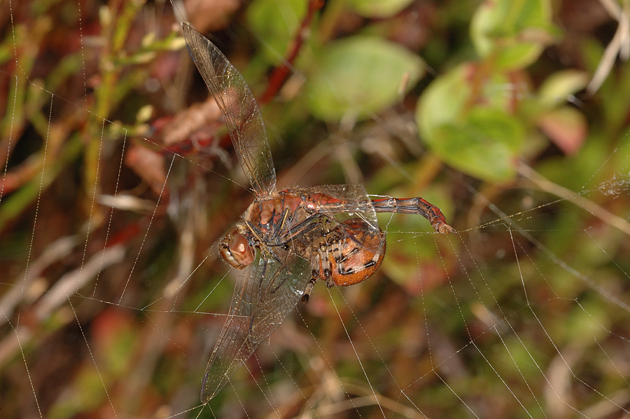 Spiders happy meal 1