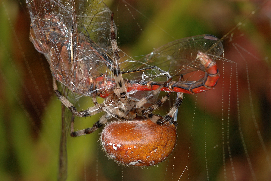 Spiders happy meal 3