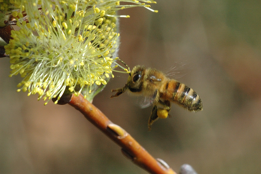 Bee collecting pollen 4