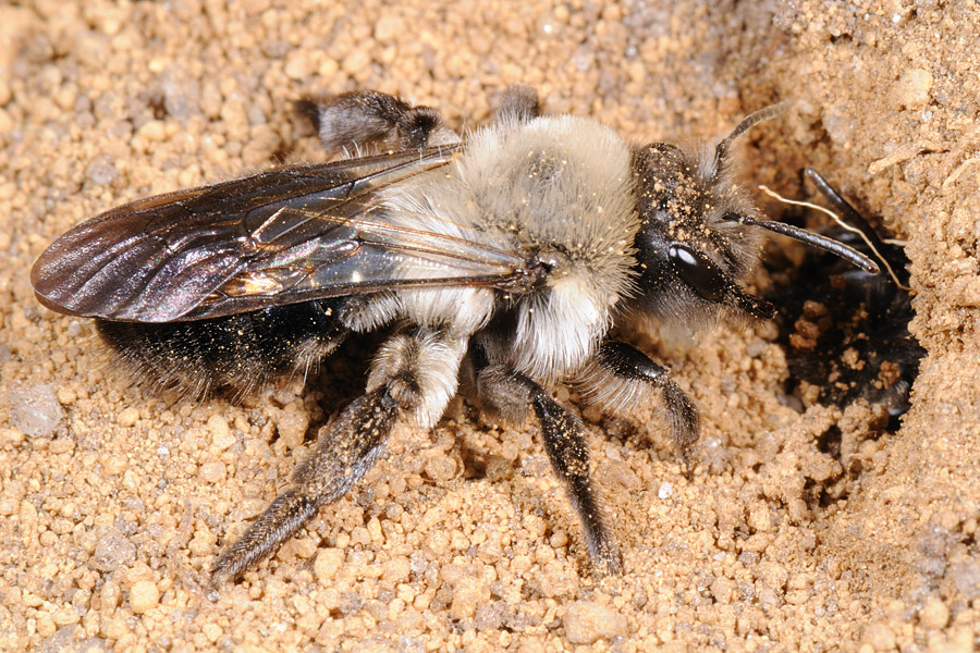 Solitary Digger Bee, Andrena vaga 1