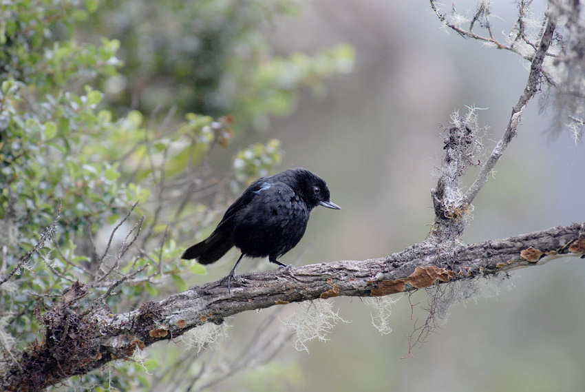 Glossy Flowerpiercer2