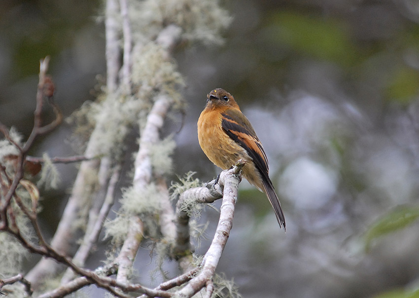 Cinnamon Flycatcher2