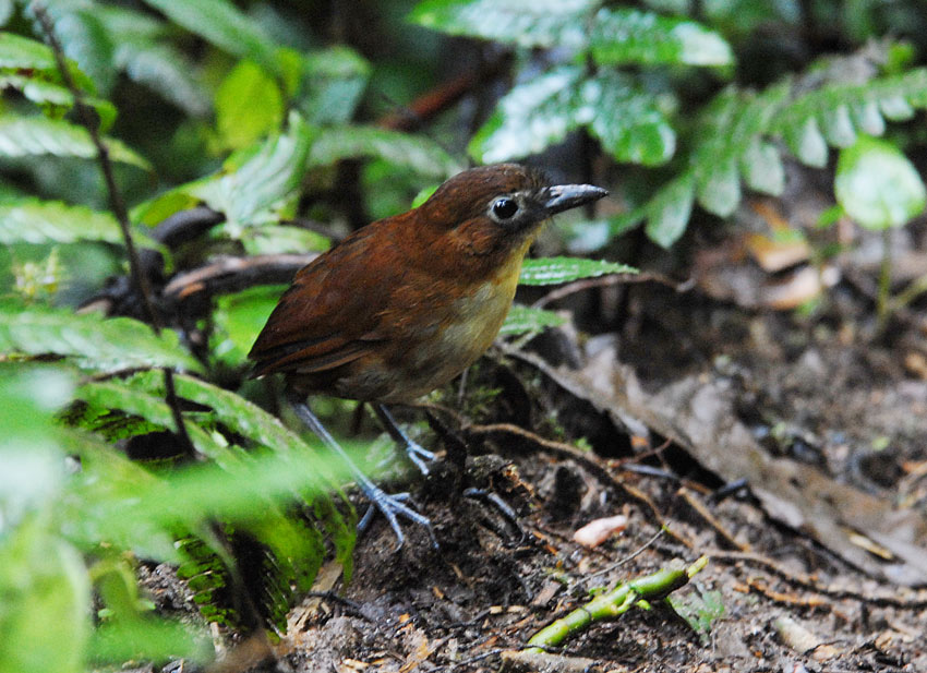 Yellow-breasted Antpitta