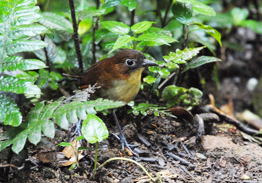 Yellow-breasted Antpitta2