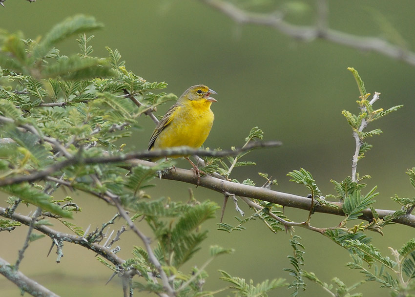 Grassland Yellow-Finch3