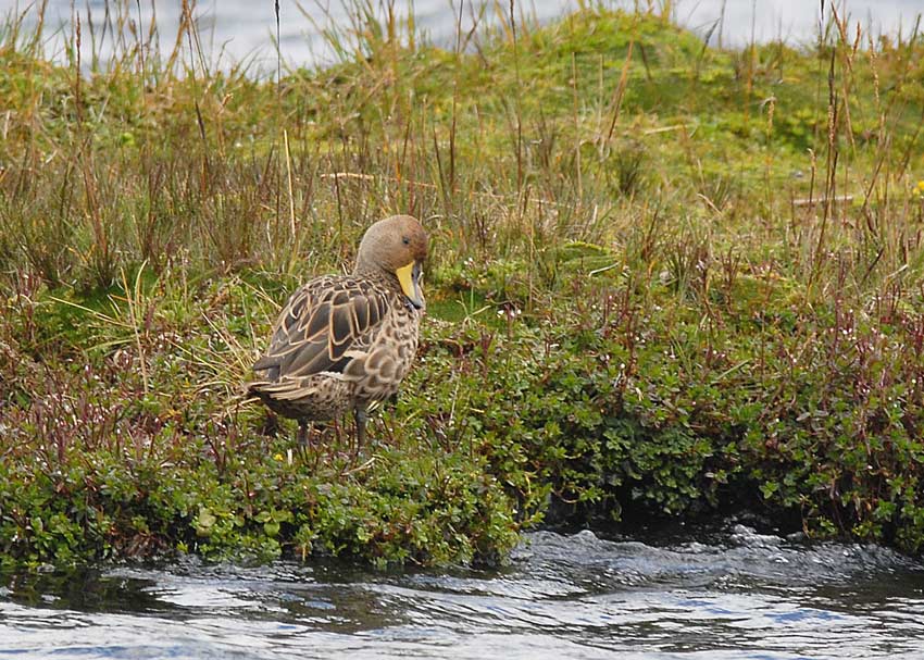 Yellow-billed Pintail