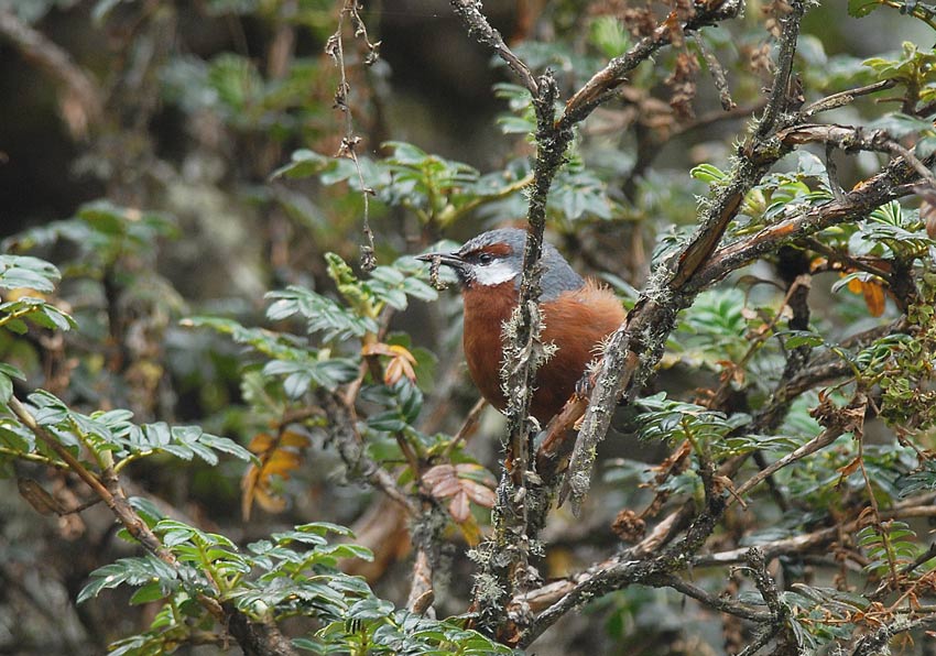 Giant Conebill