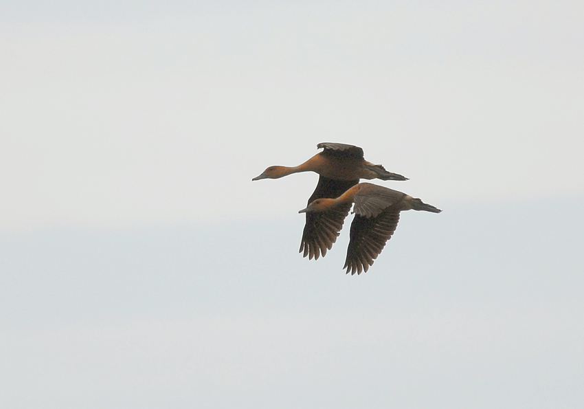 Fulvous Whistling-Duck