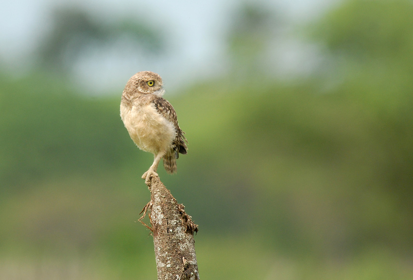 Burrowing Owl