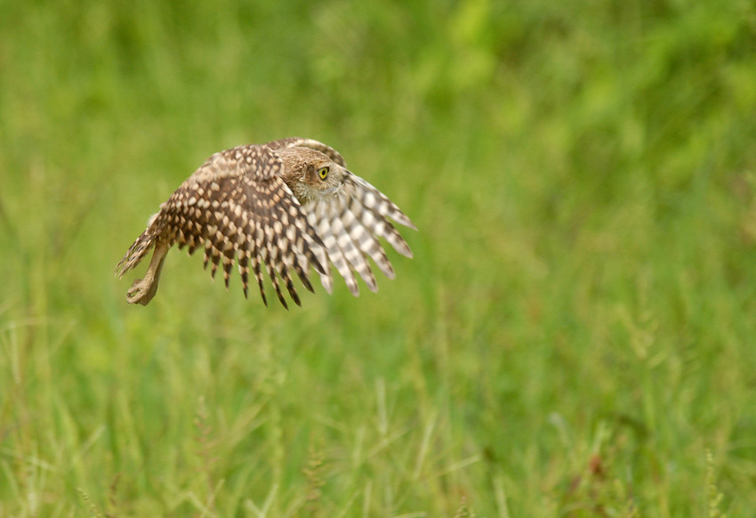 Burrowing Owl