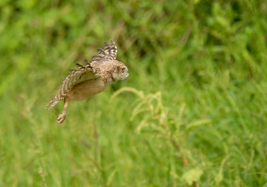 Burrowing Owl