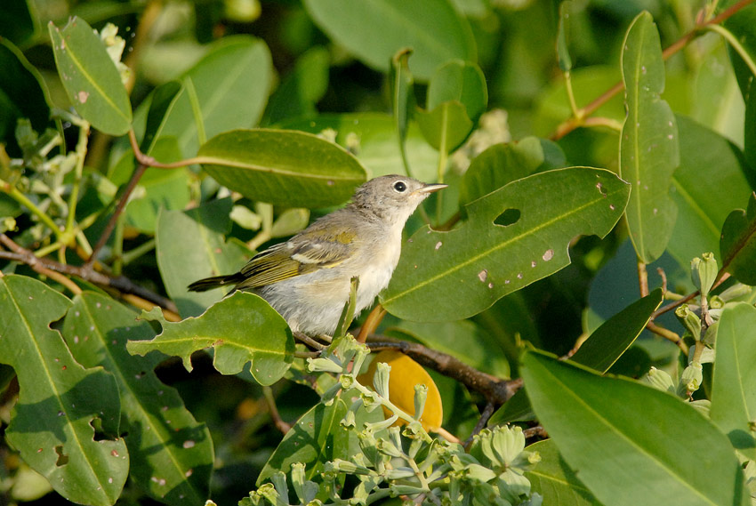 Mangrove Warbler