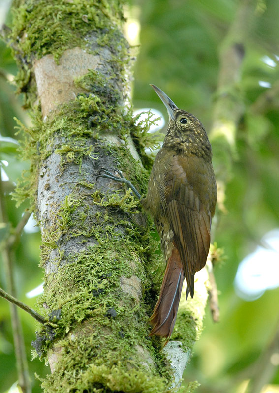 Olive-backed Woodcreeper