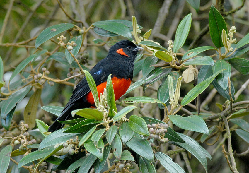 Scarlet-bellied Mountain-Tanager