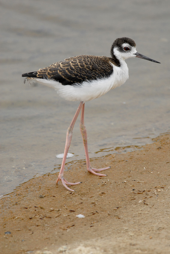 Black-necked Stilt