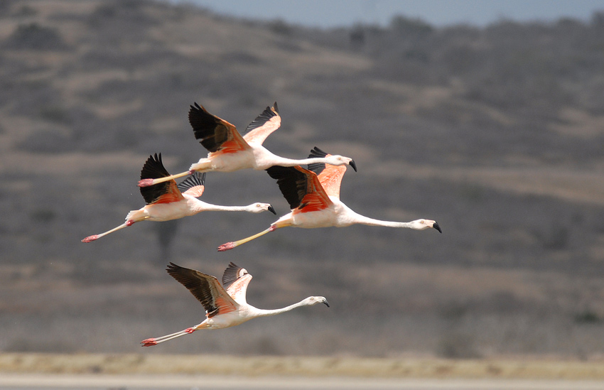 Chilean Flamingo