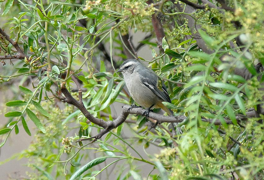 Cinereous Conebill