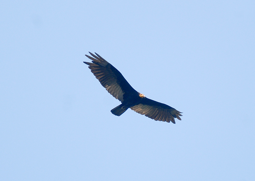 Greater Yellow-headed Vulture