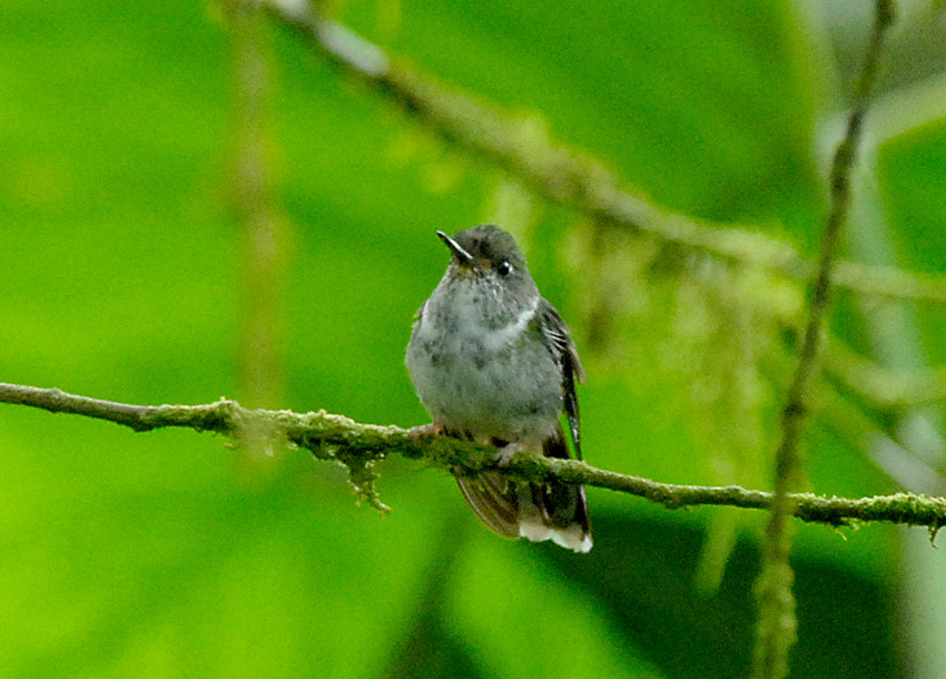 Ecuadorian Piedtail