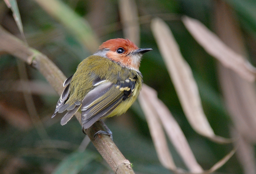 Rufous-crowned Tody-Flycatcher