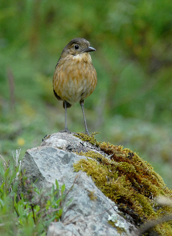 Tawny Antpitta