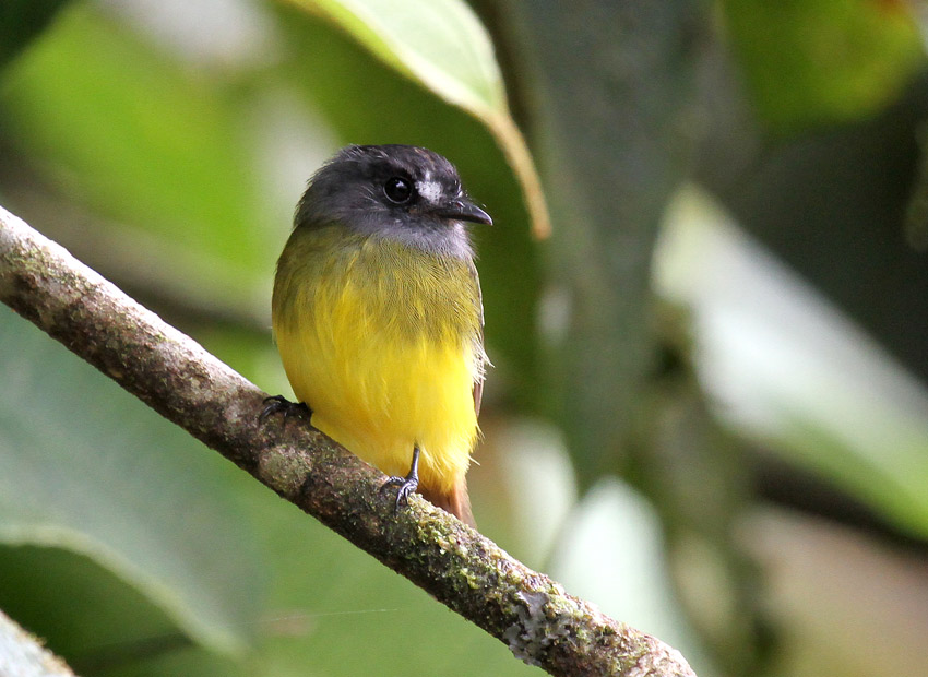 Ornate Flycatcher