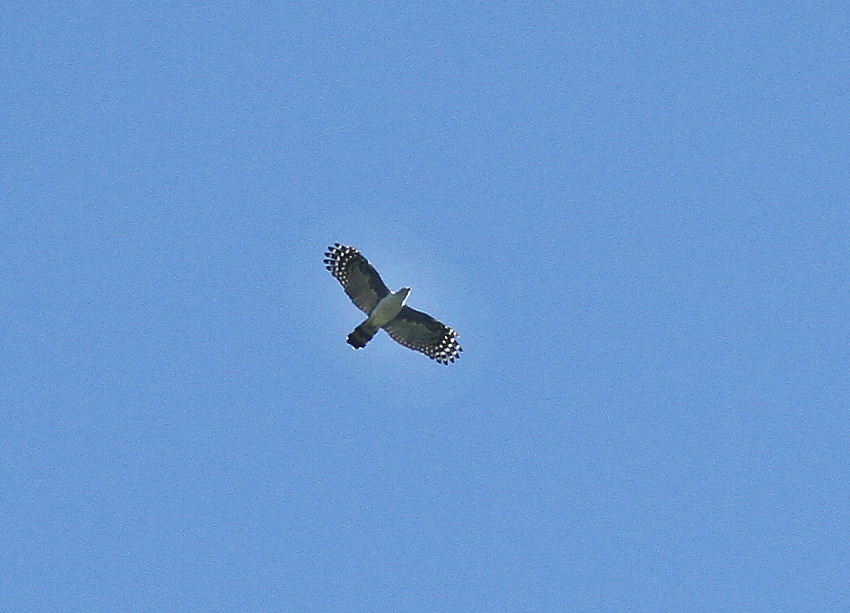 Gray-headed Kite