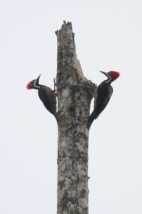 Guayaquil Woodpecker