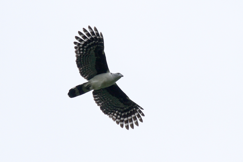 Gray-headed Kite