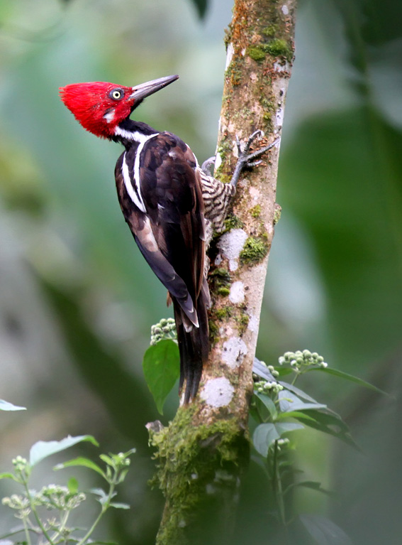 Guayaquil Woodpecker