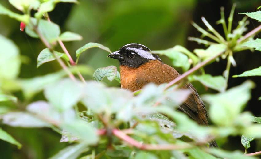 Tanager Finch