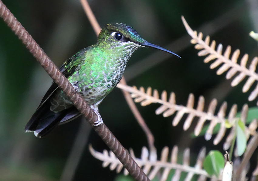 Violet-fronted Brilliant