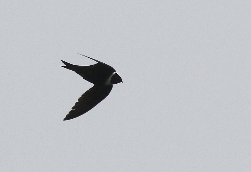 White-collared Swift