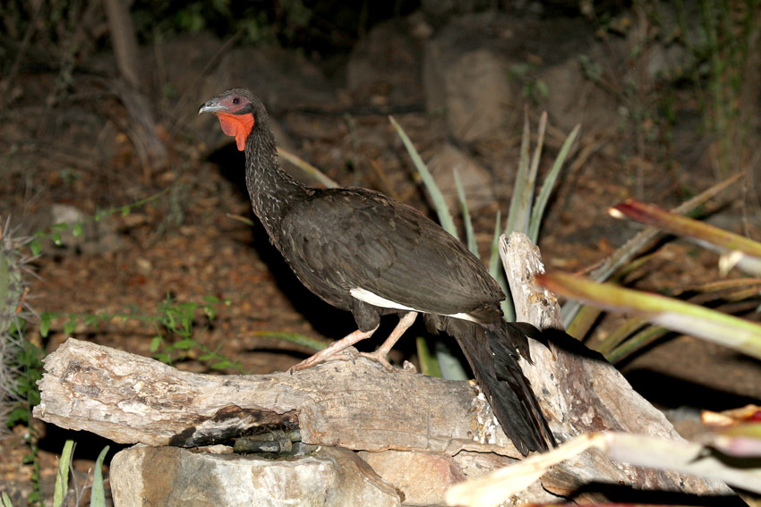 White-winged Guan