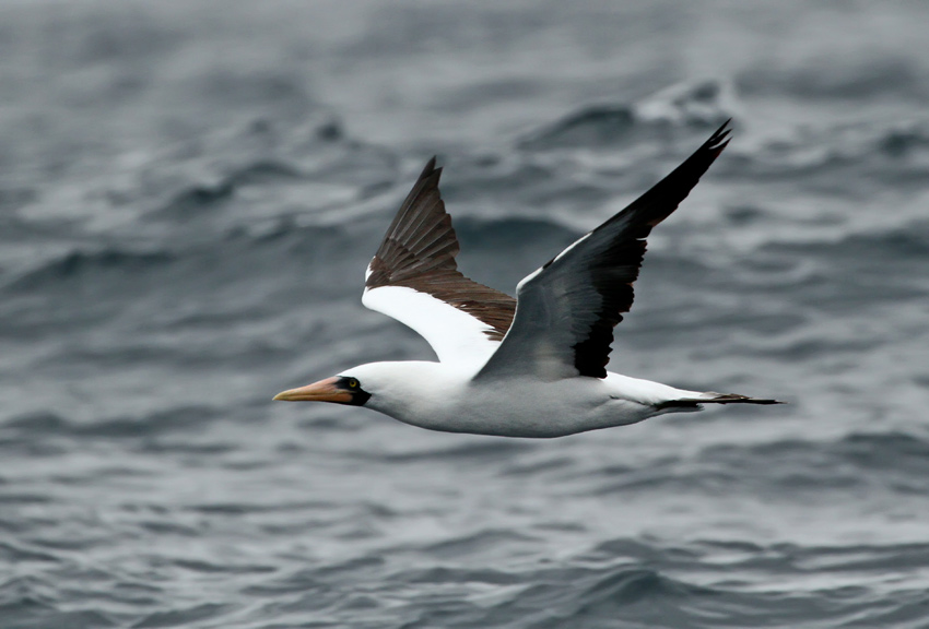 Nazca Booby