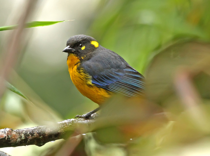 Lacrimose Mountain-Tanager