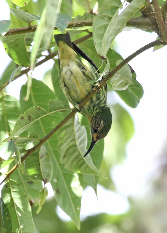 Purple Honeycreeper