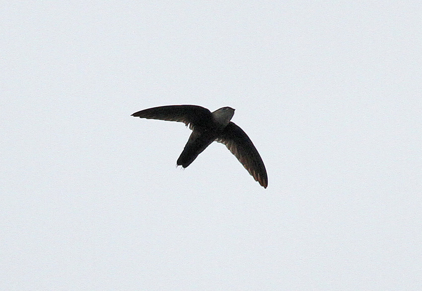 Band-rumped Swift