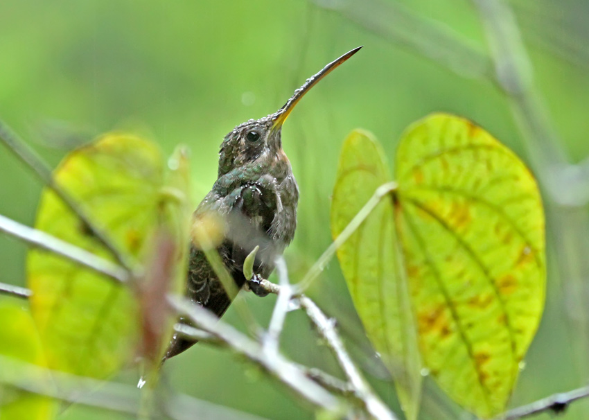 Band-tailed Barbthroat