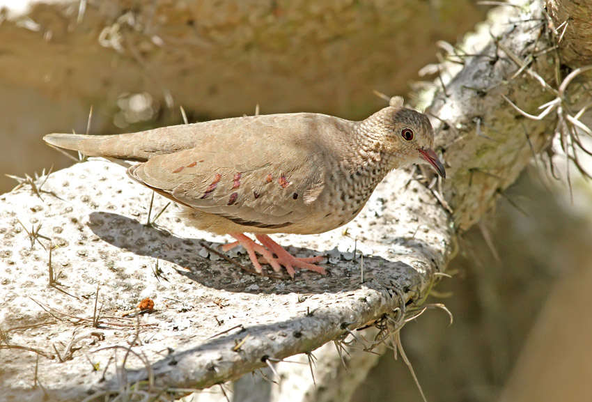 Common Ground-Dove