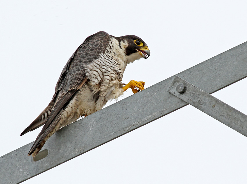 Peregrine Falcon