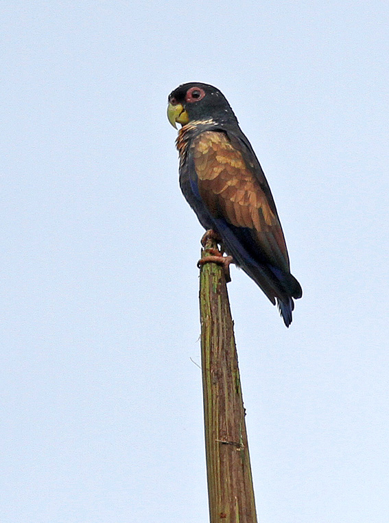 Bronze-winged Parrot