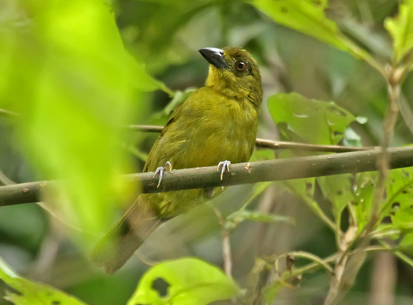 Olive Tanager