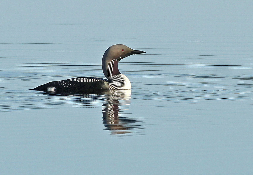 Black-throated Diver