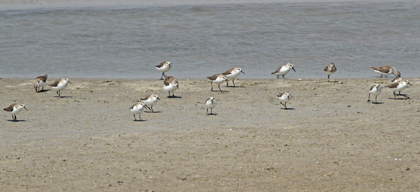 Western Sandpiper