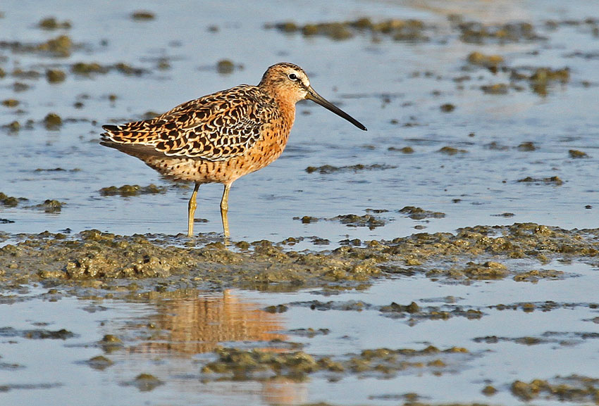 Short-billed Dowitcher