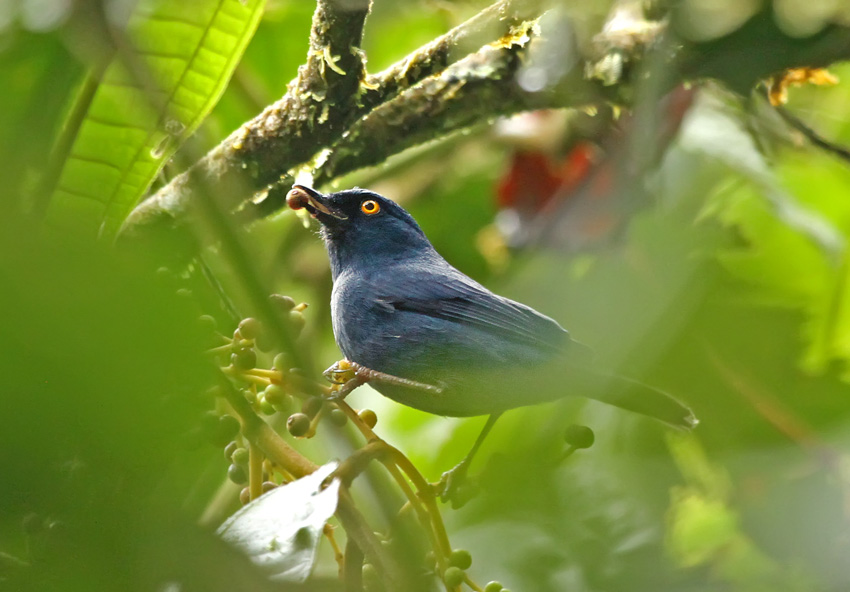 Golden-eyed Flowerpiercer