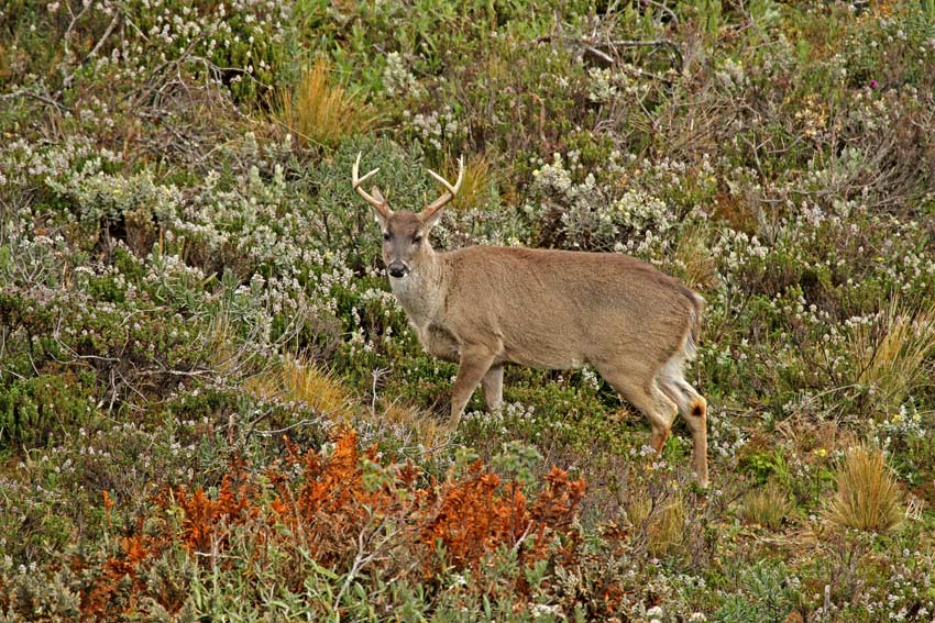 White-tailed Deer