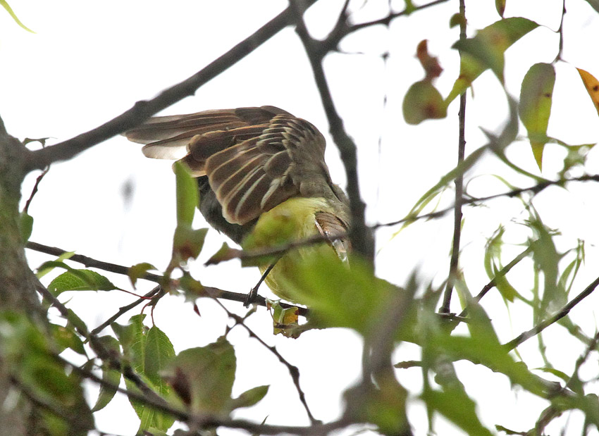 Great Crested Flycatcher